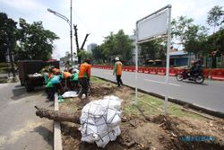 Ratusan Pohon Terdampak Flyover Purwosari Solo Ditanam Kembali 4 Bulan Lagi