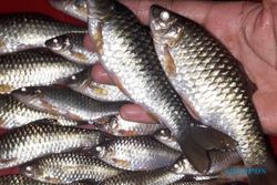 Guru Besar UGM Ungkap Ikan Wader Terancam Punah, Ini Penyebabnya