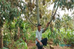 Ratusan Orang Inden Durian Pogog Wonogiri, Petani Batasi Kuota Pemesanan