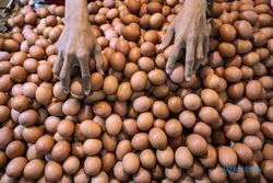 Harga Telur Ayam Rp26.500 Per Kilogram, Warga Solo Berharap Harga segera Normal