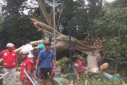Pohon Berusia Ratusan Tahun Tumbang Timpa Rumah dan Warung di Sawit Boyolali