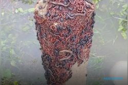 Viral Foto Serangga & Cacing Selamatkan Diri dari Banjir, Benarkah?