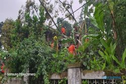 Rumah Warga Matesih Karanganyar Rusak Tertimpa Pohon Durian Runtuh