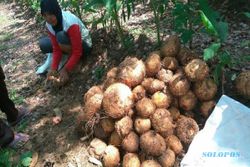 Pemkab Madiun Sediakan 40 Hektare untuk Kebun Benih Porang