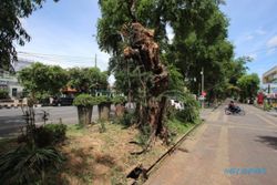 Timpa Innova, Pohon Asam Keranji di City Walk Depan Jasindo Solo Dipangkas