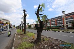 60 Pohon Masih Dipertahankan di Lahan Proyek Flyover Purwosari Solo, Ini Alasannya