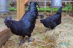 Dipakai untuk Ritual Pesugihan, Ayam Cemani Dihargai Belasan Juta Rupiah
