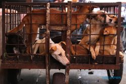 Astaga! Pengepul Anjing di Sragen Angkut Beras Lantas Beli Anjing di Jabar dan Jatim