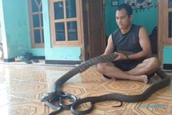 Fantastis! King Cobra Sinyo di Madiun Ditawar Jutaan Rupiah, Tapi…