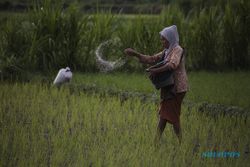 Serapan Pupuk Bersubsidi Rendah, Dinas Pertanian Bantul Khawatirkan Produktivitas Pertanian Anjlok