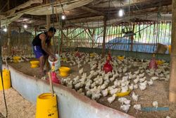 Tak Mau Kecolongan, Dispertan Karanganyar Waspadai Flu Burung Varian Baru 