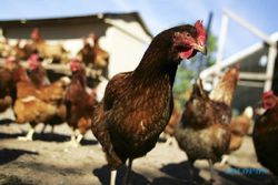 Flu Burung Muncul Lagi di China, 18.000 Ekor Ayam Dimusnahkan