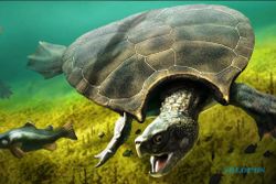 Fosil Kura-Kura Raksasa Ditemukan di Amerika Selatan, Panjangnya 4 Meter