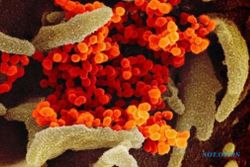 Virus Corona Merebak di 77 Negara, Pemkab Sukoharjo Larang TKI Berangkat ke Luar Negeri