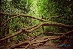 Anak Indigo Bilang Pocong Hutan Tinjomoyo Setinggi Pohon