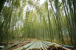 Program 1.000 Desa Bambu Ingin Lawan Dominasi Negeri Tirai Bambu