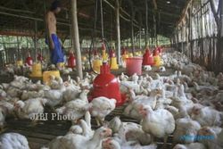 Penggunaan Biochar Diklaim Mampu Turunkan Angka Kematian Ayam hingga 25%