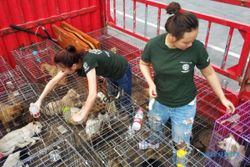 Setelah Wabah Corona, Kota-Kota di China Terbitkan Larangan Makan Kucing