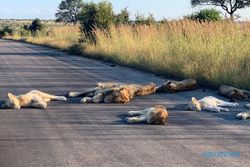 Lockdown di Afrika Selatan, Singa Tidur Lelap di Jalanan