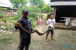 Panen Rumput Gajah, Petani Sragen Temukan Ular Sanca 3 Meter di Tepi Sungai Mungkung