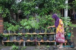 Berkebun di Lahan Sempit Rumah, Tak Butuh Biaya Tinggi