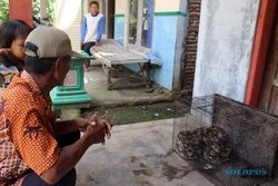 Sering Mangsa Ternak, Piton 3,5 Meter dari Sungai Garuda Sragen Ditangkap Saat Ronda