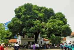 Peri Baik Hati Pohon Lawang Sewu Terlihat Gadis Indigo