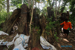 Ingat 377 Pohon yang Dipindahkan karena Proyek Flyover Purwosari, Ini Kondisi Terkini