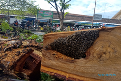 Pohon Berumur Ratusan Tahun di Pasar Bunder Sragen Ditebang, Hii… Ada Kerumunan Lebah