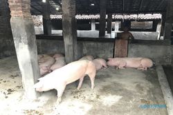 Tenang, Tak Ada Praktik Manipulasi Daging Babi Jadi Sapi di Karanganyar