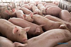 Puluhan Babi di Klaten Mati Mendadak Terserang Virus yang Belum Ada Obatnya