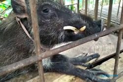 Heboh Babi Hutan Aneh di Banyumas: Kakinya Berjari, Suka Makan Nasi dan Minum Kopi