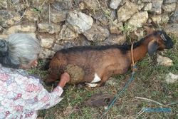 10-an Kambing di Desa Kepyar Wonogiri Mati Mengenaskan Diserang Hewan Misterius