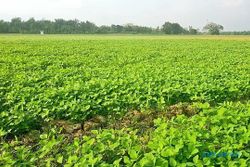 Dinas Pertanian Sukoharjo Sayangkan Minat Petani Tanam Kedelai Rendah