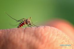 Mengenal Apa Itu Nyamuk Wolbachia yang Disebut Ampuh Turunkan Penyebaran Dengue