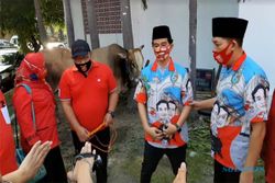 Gibran Serahkan Sapi Kurban ke PDIP, Muhammadiyah & NU Solo