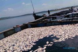 Ikan di Waduk Kedung Ombo Mati Keracunan, Nelayan Sragen Banting Harga Nila Rp5.000/Kg