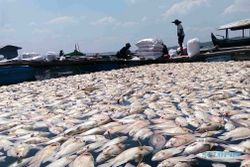 Wadadidaw! Ratusan Ton Ikan di Waduk Kedung Ombo Sragen Mati Keracunan