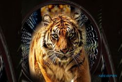Peringati Hari Harimau Sedunia, Batu Secret Zoo Kampanye Selamatkan Harimau Sumatra