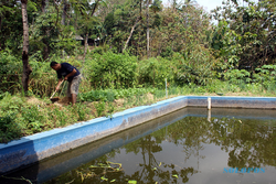 Dukung Pertanian Organik, Pemdes Sukorejo Sragen Akan Bangun Kadang Sapi dan Kolam Lele di Sawah