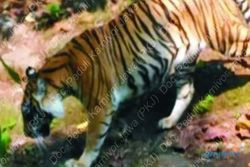 Jejak Harimau Jawa di Hutan Wingit Jateng