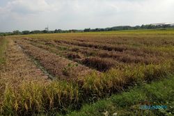 171 Hektare Sawah di Klaten Diserang Wereng, Petani Mumet