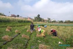 Bawang Putih Varietas Tawangmangu Baru Berhasil Dipanen di Selo Boyolali, Ini Hasilnya