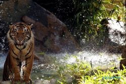 Misteri Harimau Jawa, Pernah Muncul di Alas Kethu Wonogiri