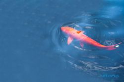 Warna Cat hingga Ikan Koi, Berikut Hal-Hal yang Diyakini Mendatangkan Hoki