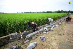 BBWSBS Gelar Padat Karya Irigasi, Sasar 92 Desa di Jateng dan Jatim
