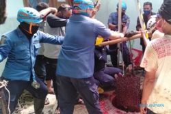 Sapi Kurban Nyemplung ke Sumur Masjid, Damkar Semarang Dikerahkan