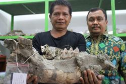 Tertua di Jawa, Nenek Moyang Manusia Sangiran Berasal dari Bumiayu?