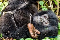 Taman Nasional Bwindi Uganda Kebanjiran Bayi Gorila Gunung
