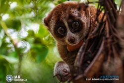 Memprihatinkan! Jual-Beli Kukang Marak di Medsos